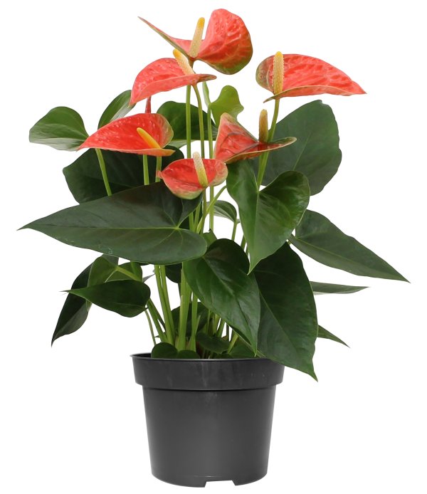 Anthurium