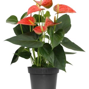 Anthurium