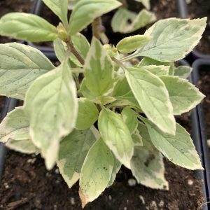 Basilic Pesto