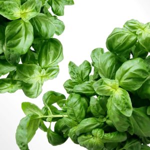 Basilic à grandes feuilles (Régulier)