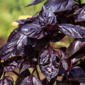 Basilic Pourpre