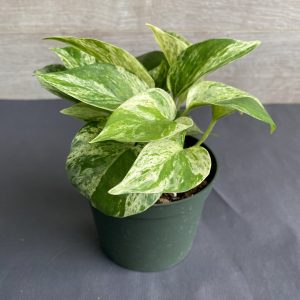 Pothos