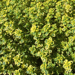 Thym citron