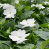 Impatiens Nouvelle-Guinée – Image 4