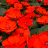 Impatiens Nouvelle-Guinée – Image 5