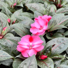 Impatiens Nouvelle-Guinée – Image 6