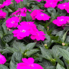 Impatiens Nouvelle-Guinée – Image 2