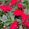 Impatiens Nouvelle-Guinée – Image 7