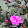 Impatiens Nouvelle-Guinée – Image 8