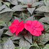 Impatiens Nouvelle-Guinée – Image 9