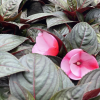 Impatiens Nouvelle-Guinée – Image 10