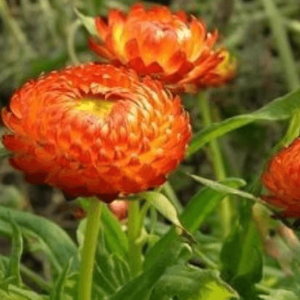 Bracteantha orange