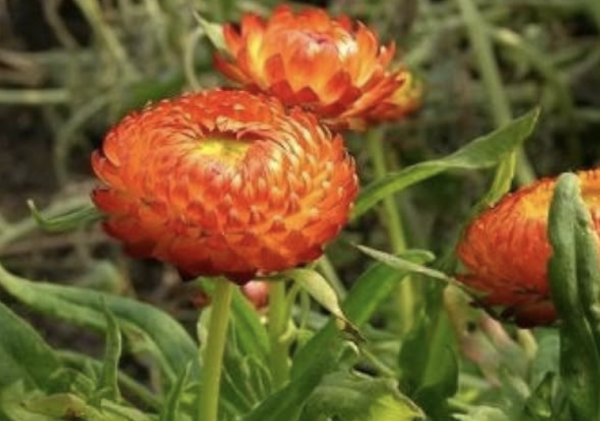 Bracteantha orange