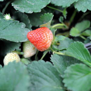 Fraise (en pot de 4 pouces)