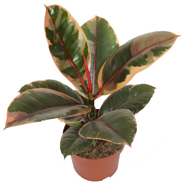 Ficus elastica 'Ruby'