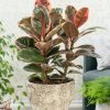 Ficus elastica 'Ruby' - Image 2