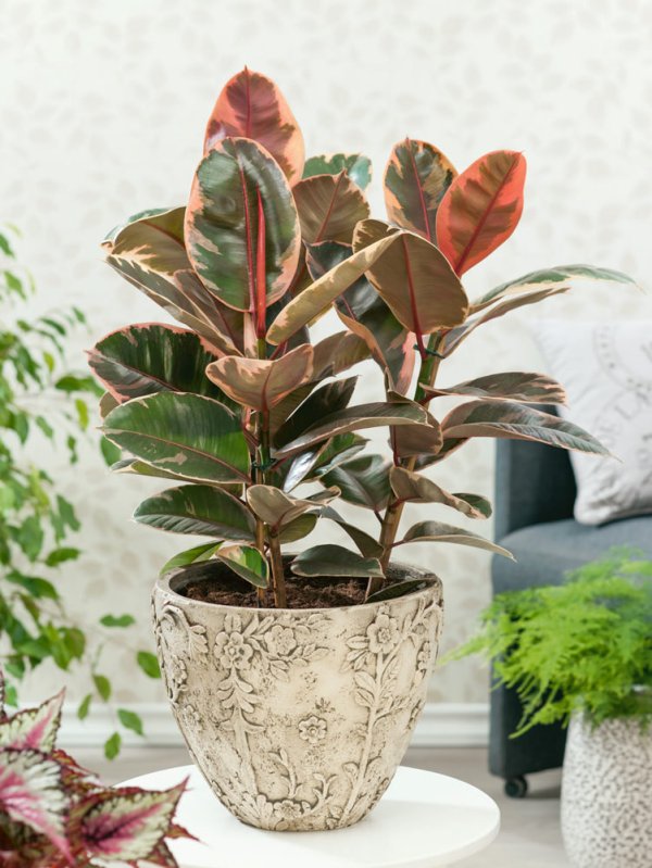 Ficus elastica 'Ruby' - Image 2