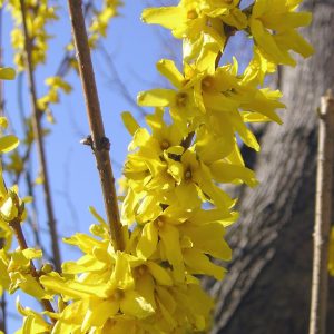 Forysthia « Show Off » / Forysthia hybride