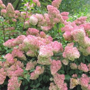 Hydrangée paniculée « Vanille Fraise »