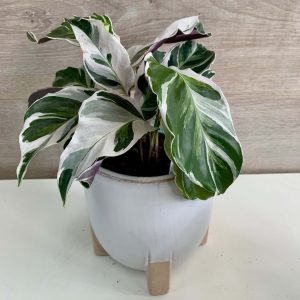 Calathea Fusion White