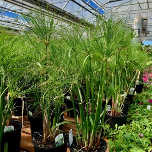Cyperus papyrus 'Little Tut'