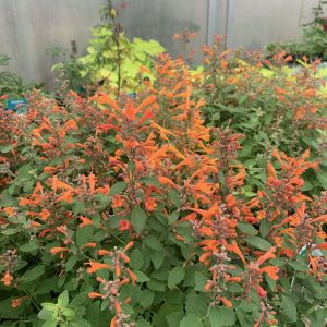 Agastache 'Arizona Sandstone'