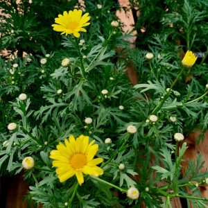 Argyranthemum Jaune