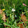 Gaura Blanche