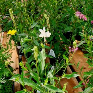 Gaura Blanche