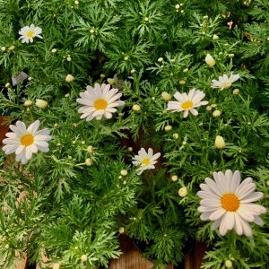 Argyranthemum Blanc