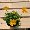 Bidens Jaune – Image 2