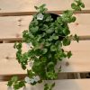 Bacopa blanc – Image 2