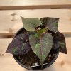 Ipomea Jet Black – Image 2