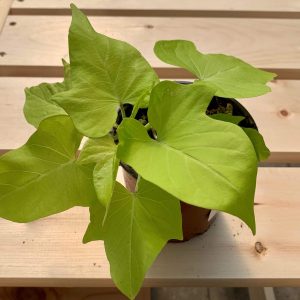 Ipomea Sweet Potato Vine