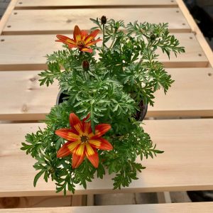 Bidens orangé