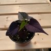 Ipomea Jet Black