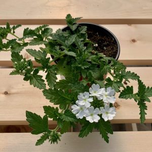 Verveine blanche