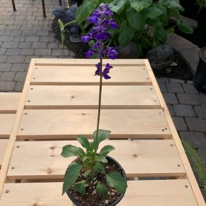 Salvia Blue