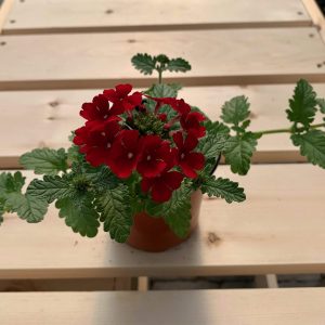 Verveine rouge