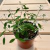 Euphorbia Diamond Frost – Image 2