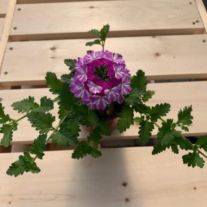 Verveine mauve bicolore
