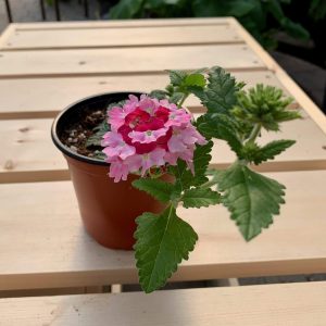 Verveine rose bicolor