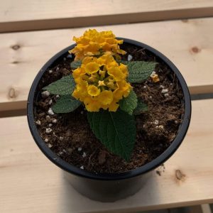 Lantana  Jaune