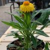 Bracteantha jaune – Image 2