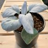 Senecio Angel Wings