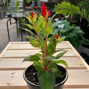 Célosie Kelos Fire Red