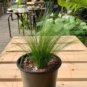 Stipa 'Poney Tails'