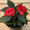 Impatiens Nouvelle-Guinée – Image 3