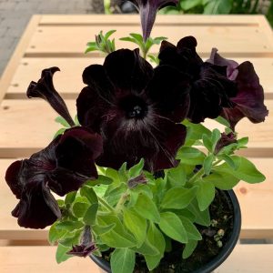 Pétunia  Noir Sattin