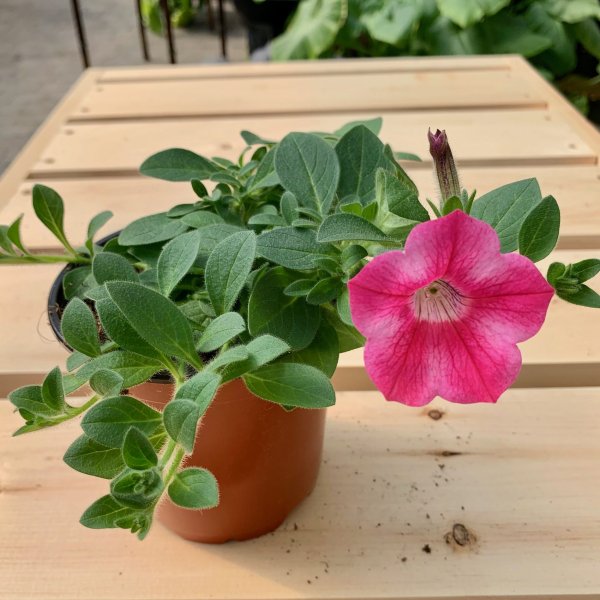 Pétunia Dekko Rose Étoilé
